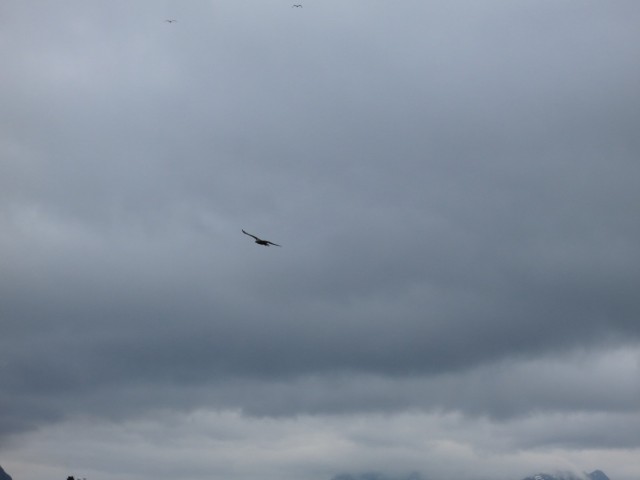 Hurtigruten_2015-06-25_16-28